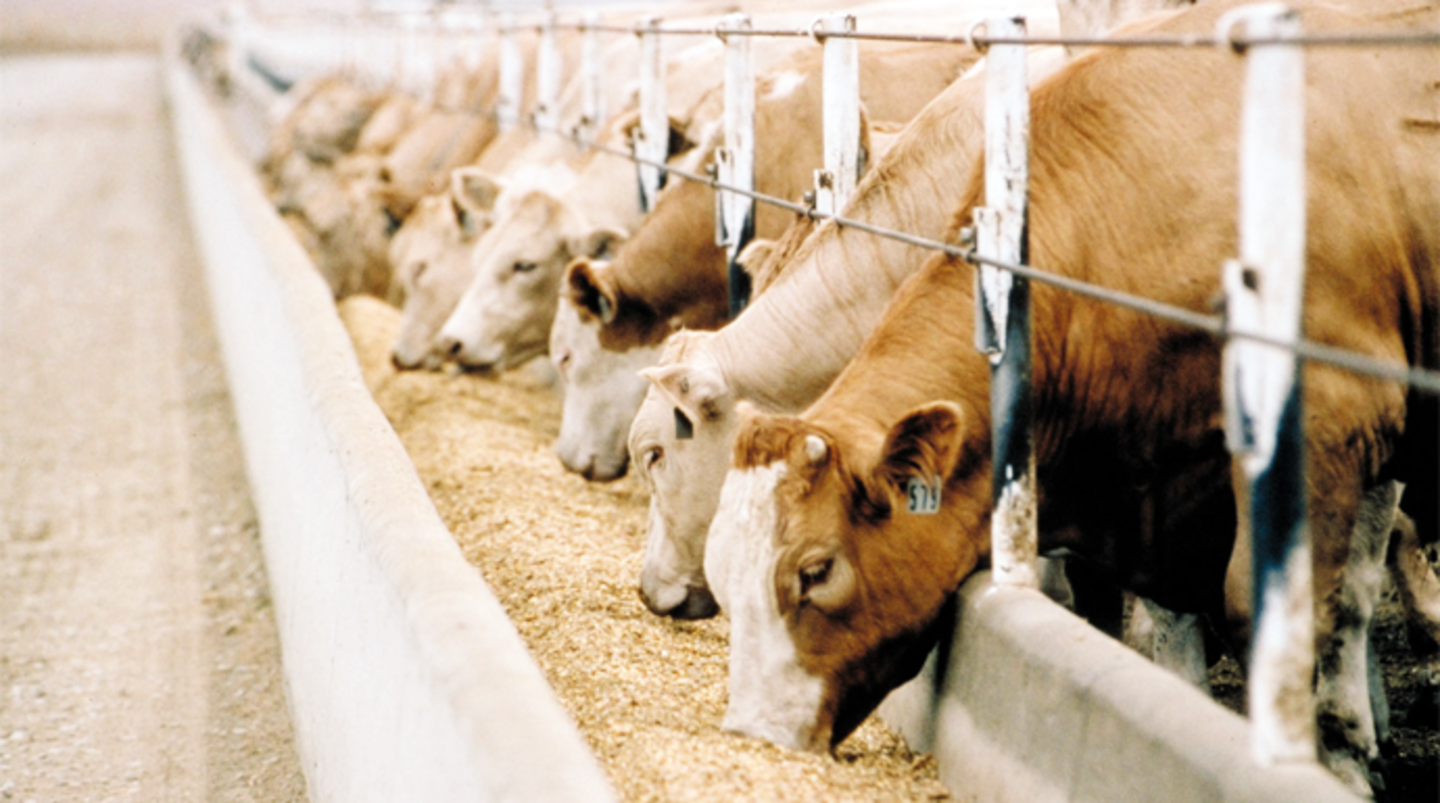HiDubai-business-dubai-feed-factory-animals-pets-plants-pet-food-accessories-stores-dubai-investment-park-1-dubai-2