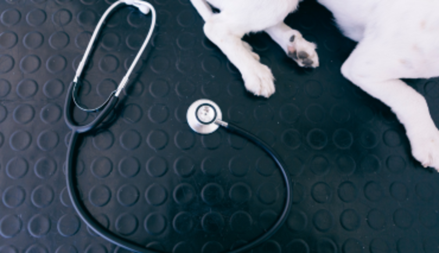 HiDubai-business-gulf-rider-veterinary-medicines-equipment-trading-animals-pets-plants-pet-food-accessories-stores-al-qusais-industrial-3-dubai-2