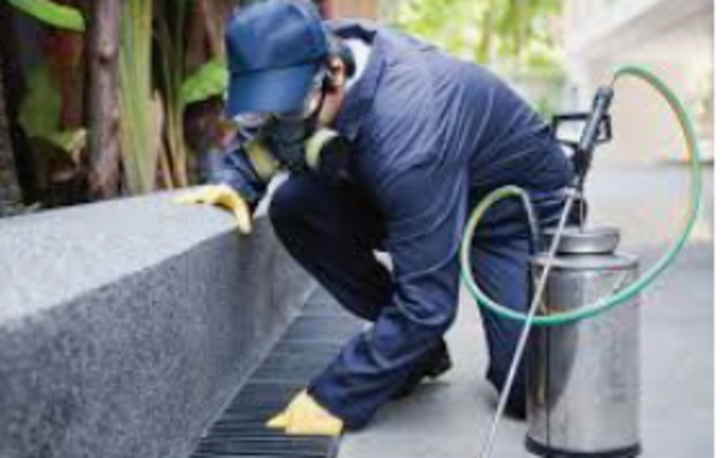 HiDubai-business-green-building-cleaning-pest-control-services-home-pest-control-disinfection-services-al-qusais-industrial-1-dubai