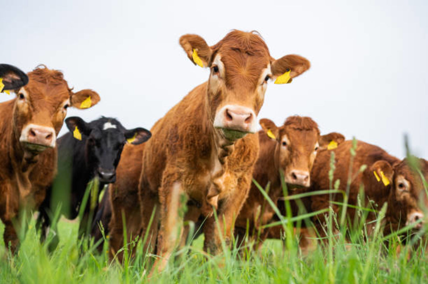 HiDubai-business-khalid-haji-kamal-livestock-trading-animals-pets-plants-animal-shelters-adoption-centres-al-qusais-industrial-2-dubai