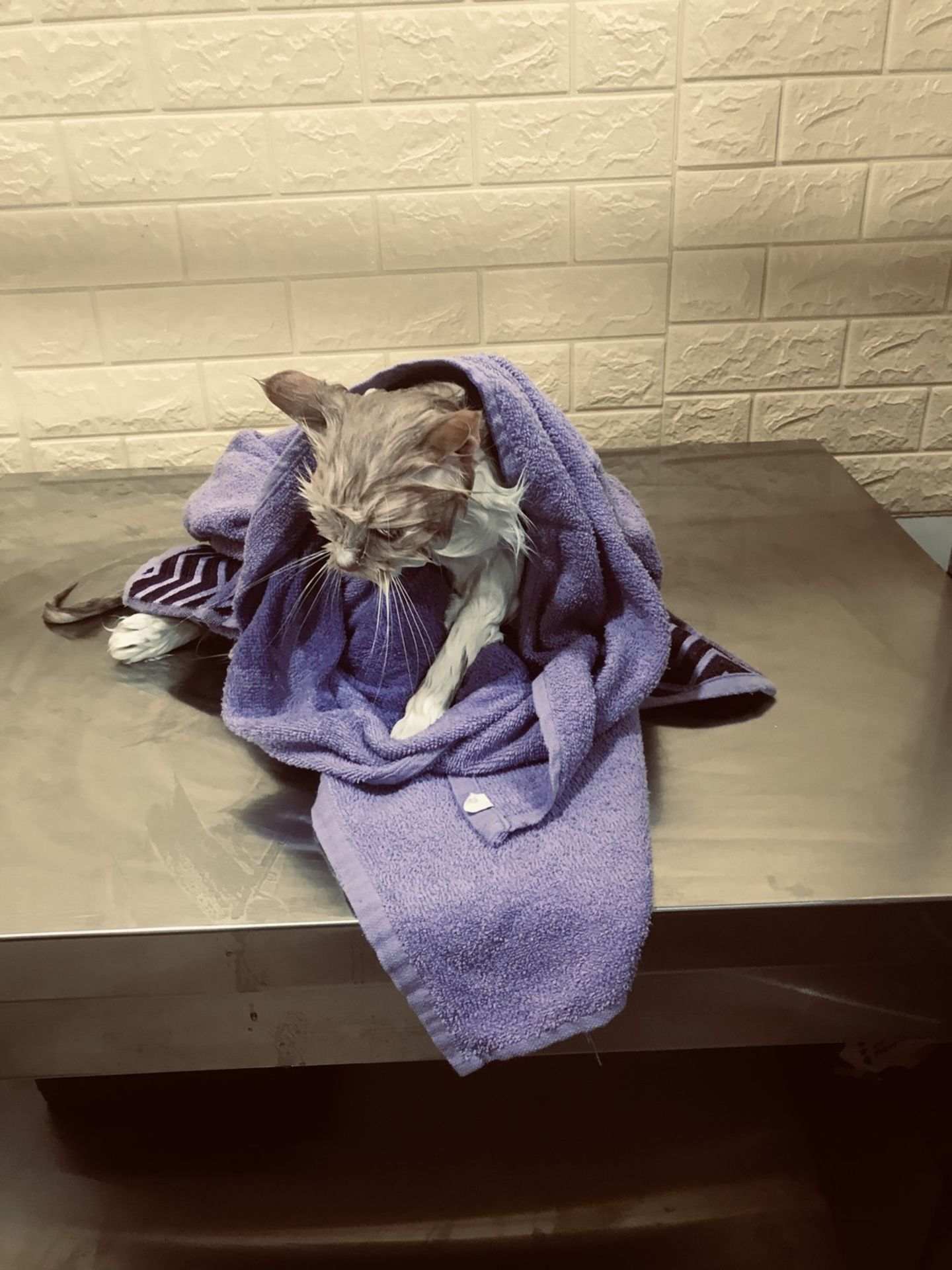 HiDubai-business-pet-shampoo-pets-grooming-animals-pets-plants-pet-grooming-centres-international-city-warsan-1-dubai