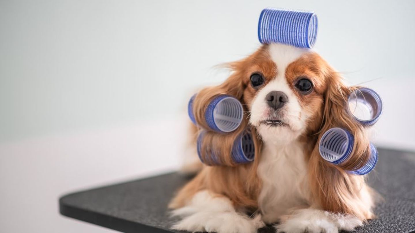 HiDubai-business-glimmer-paws-by-pet-planet-animals-pets-plants-pet-grooming-centres-mirdif-dubai