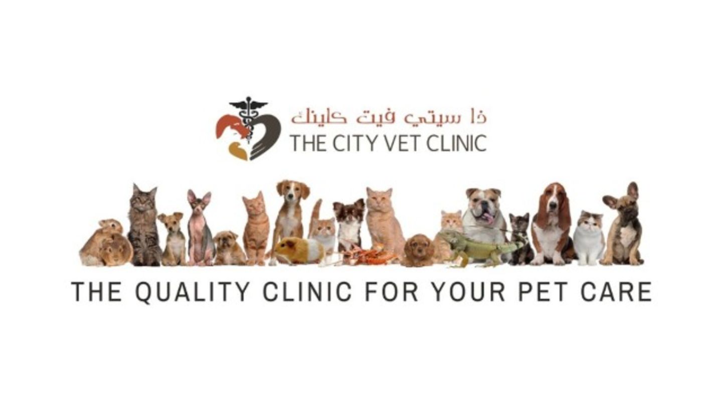 HiDubai-business-the-city-vet-clinic-animals-pets-plants-pet-clinics-vets-al-barsha-2-dubai