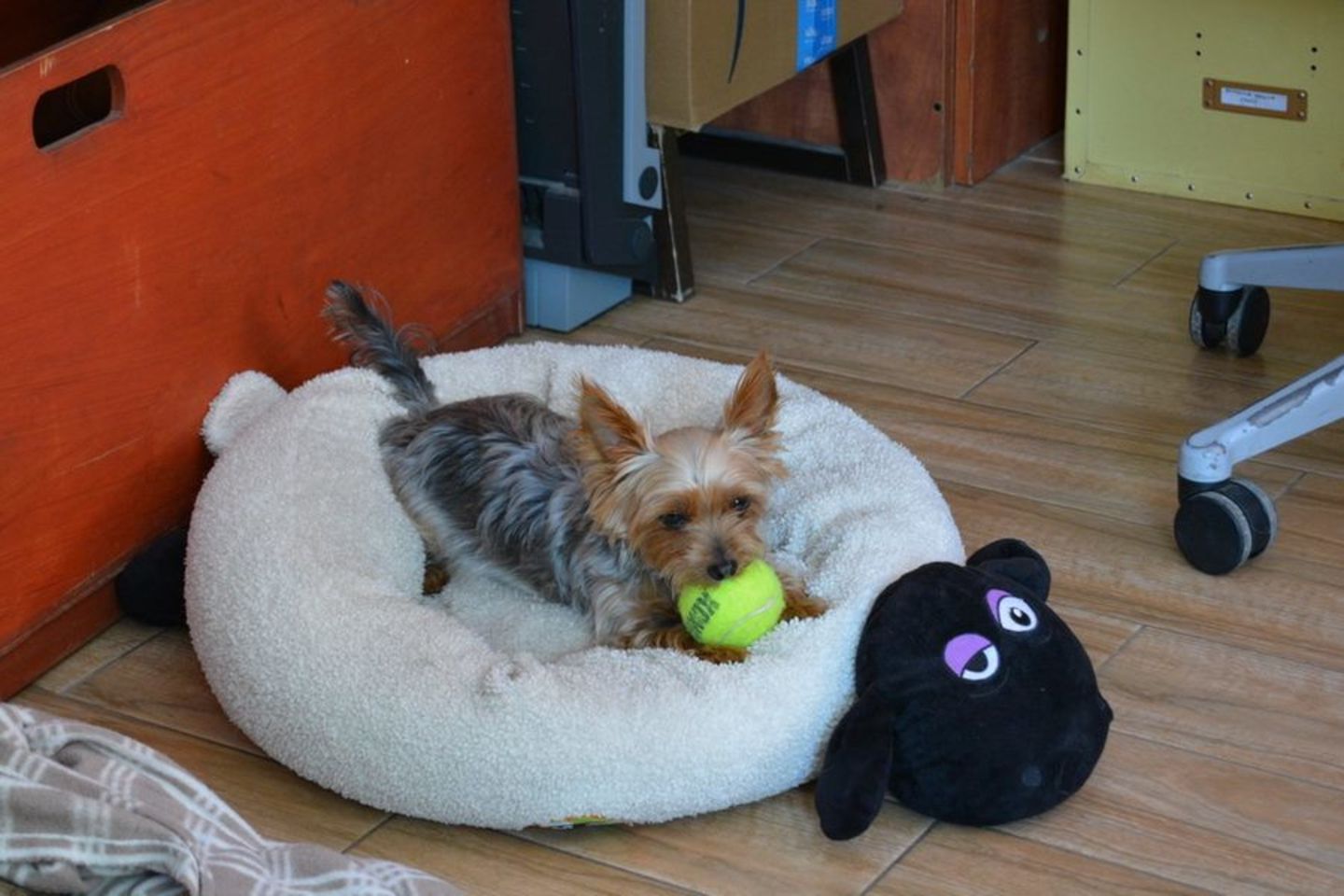 Dubai Kennels & Cattery(Pet Clinics & Vets) in Dubai Motor City (Al